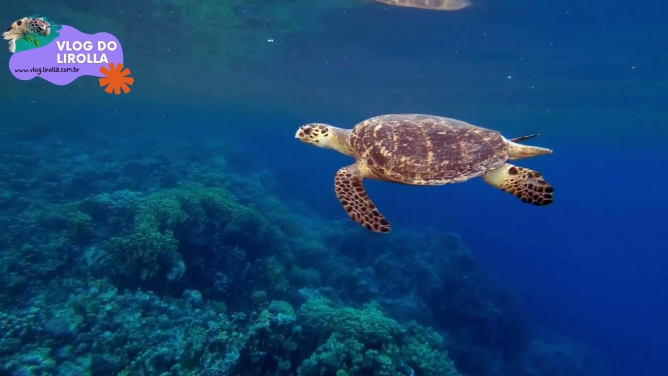 tartaruga marinha vlog do lirolla