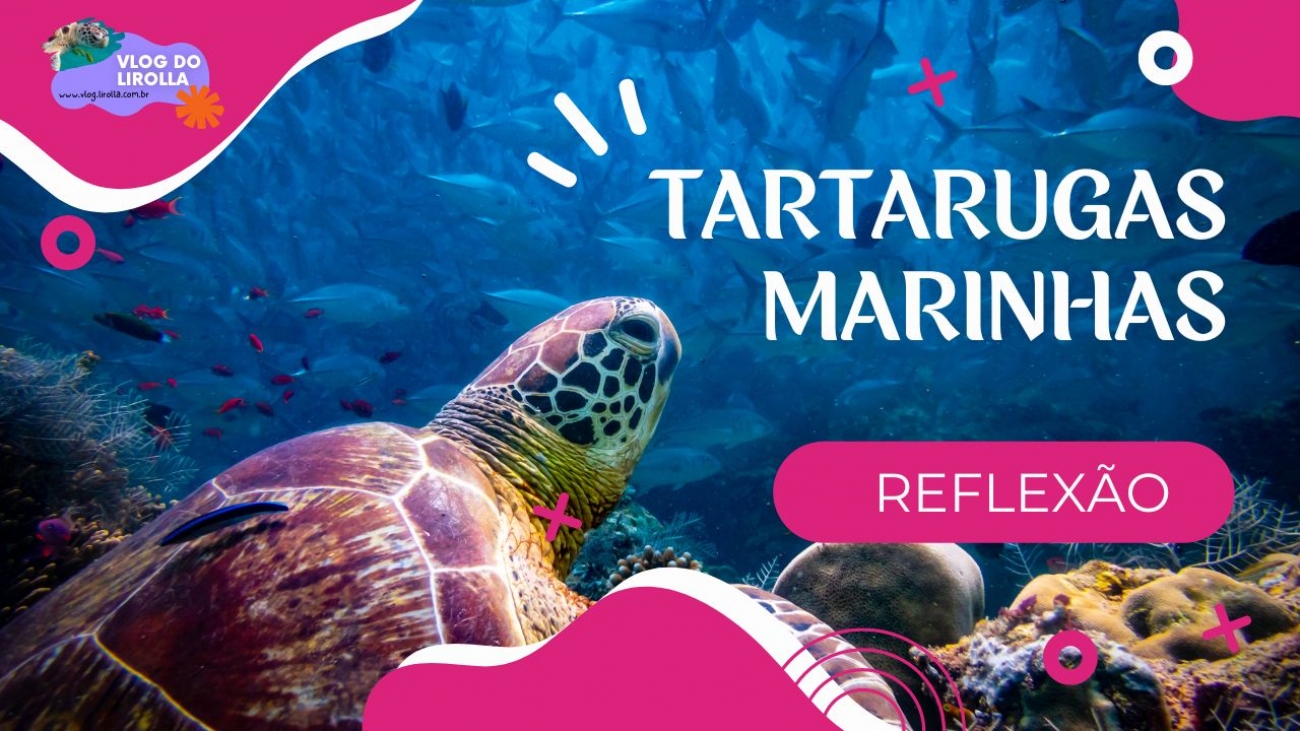 tartarugas marinhas reflexao