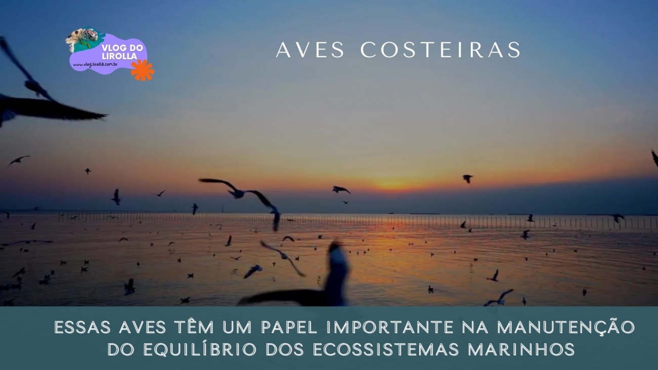 aves costeiras @vlogdolirolla