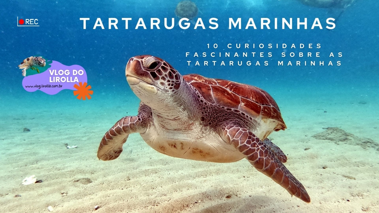 tartarugas marinhas - 10 curiosiddes - vlogdolirolla